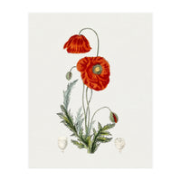 Red Poppy (Hand Drawn Illustration) (Print Only)
