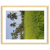 The Paddy Fields of Kerala, South India thumbnail