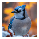 Blue Jay Bird In Winter Snowfall And Leaves (Print Only) thumbnail