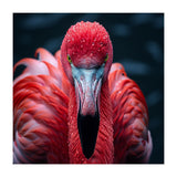 Close Up Flamingo Face With Water Droplets (Print Only) thumbnail