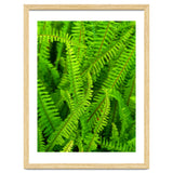 Green Ferns thumbnail