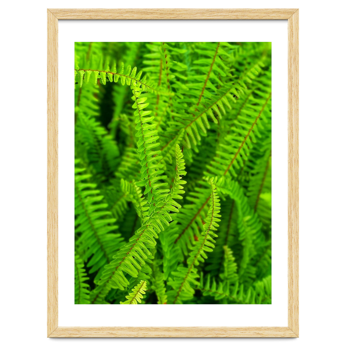 Green Ferns