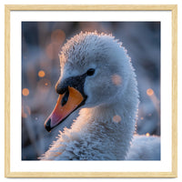 Close Up Frosty Swan Head During Golden Hour