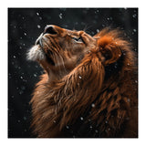 Lion Looking Up In The Snow Majestic (Print Only) thumbnail