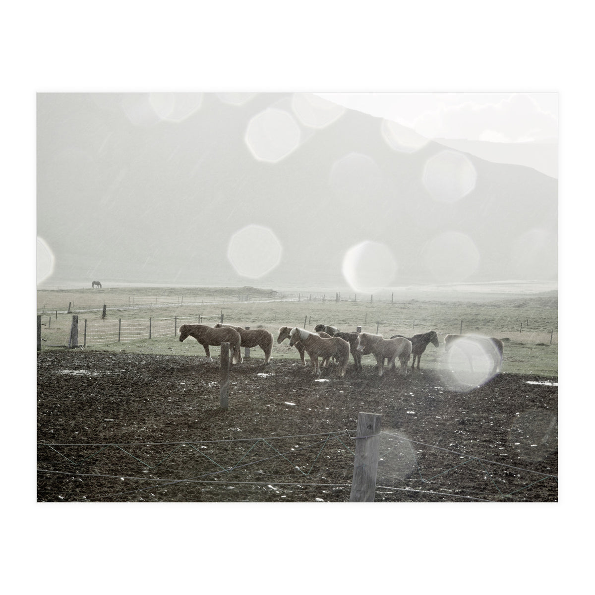 Horses under the sun shower - Iceland (Print Only)
