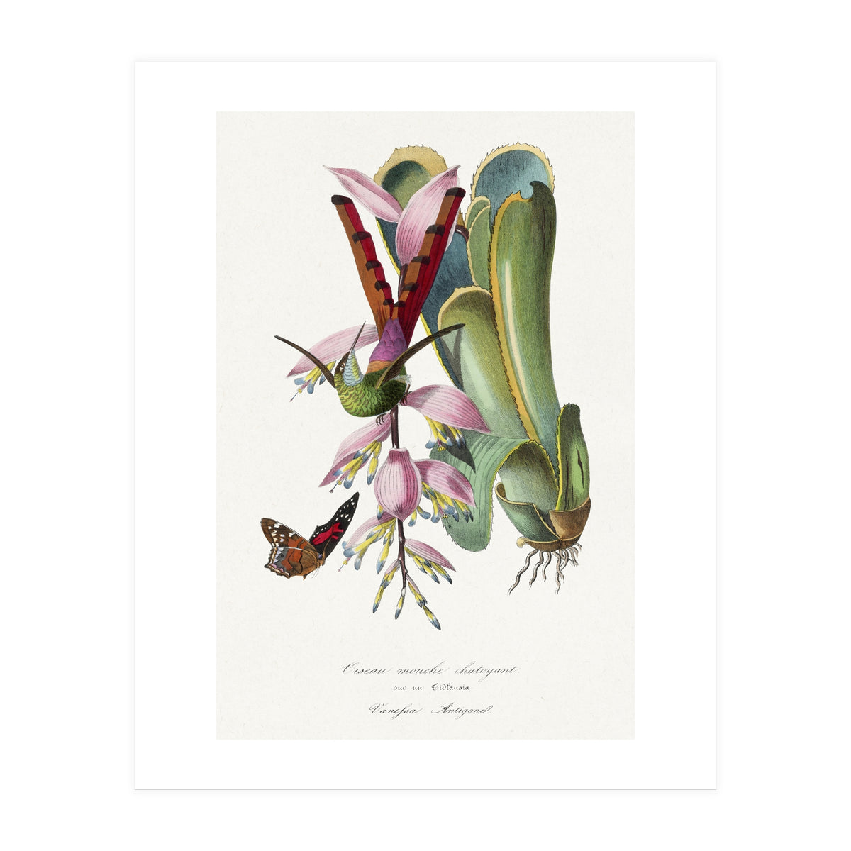 Paul Gervais – Hummingbird Painting (1842) (Print Only)