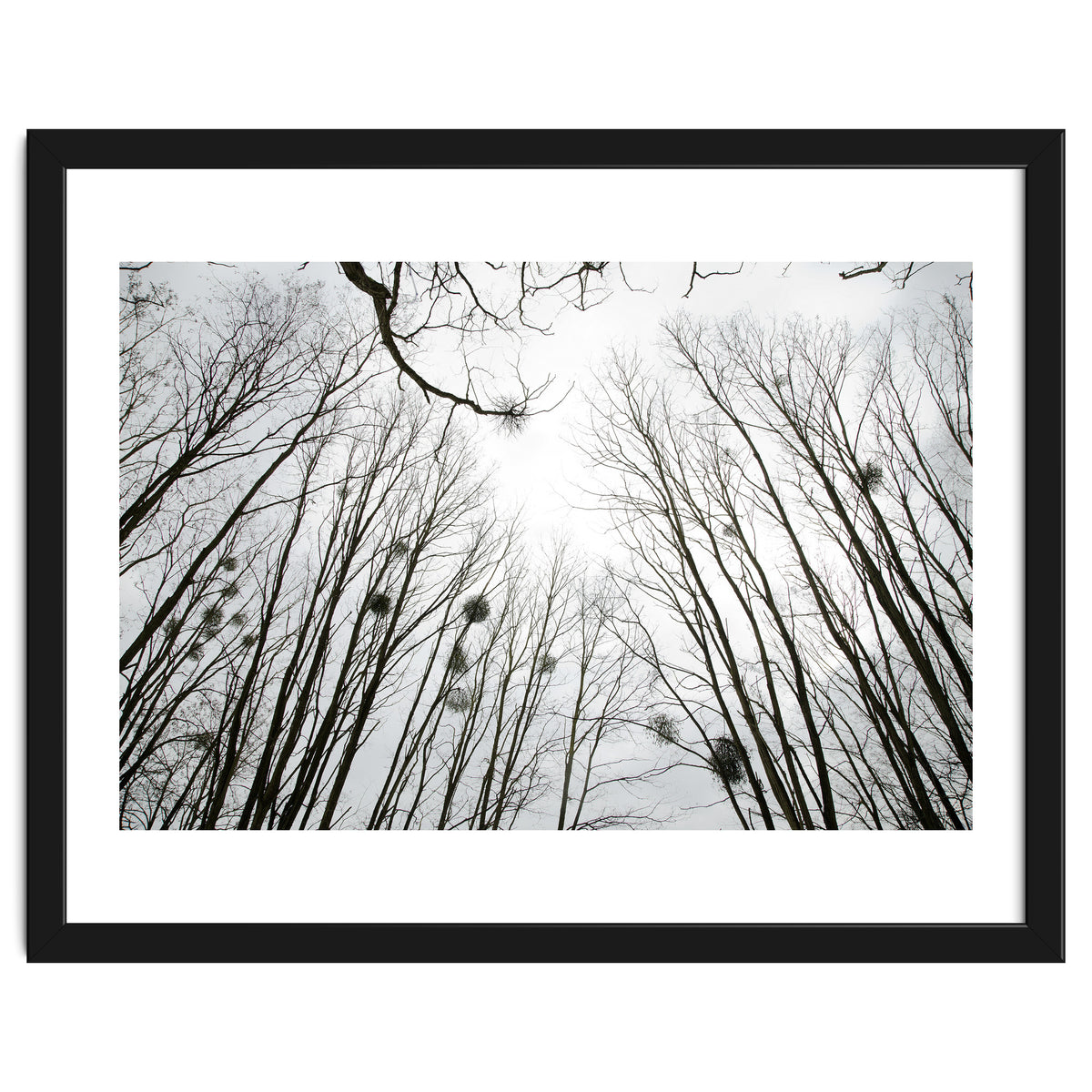 Bare trees in the winter sky