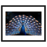 Close Up Peacock Showing Its Beautiful Feathers thumbnail
