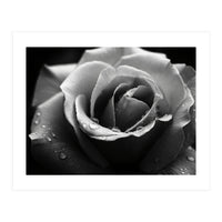 Ethereal Monochromatic Rose Petal Macro (Print Only)