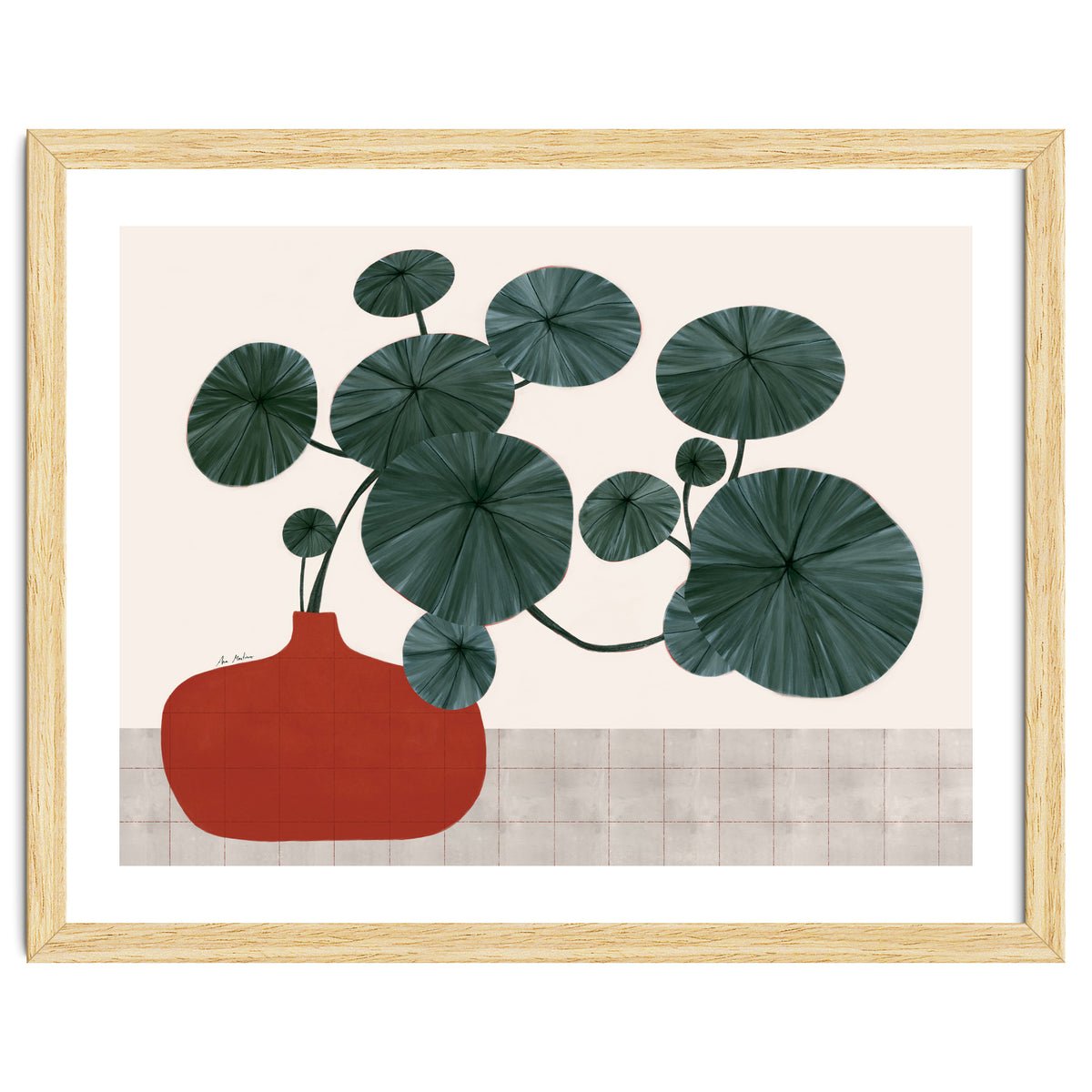 Stephonia Erecta plant