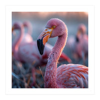 Close Up Of A Pink Flamingo Bird In Natural Light (Print Only)
