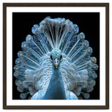 Majestic White Peacock Displaying Its Feathers thumbnail