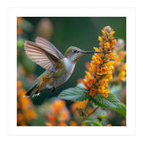 Hummingbird Feeding On Yellow Flowers Nectar (Print Only) thumbnail