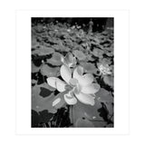 Hylas | Black & White (Print Only) thumbnail