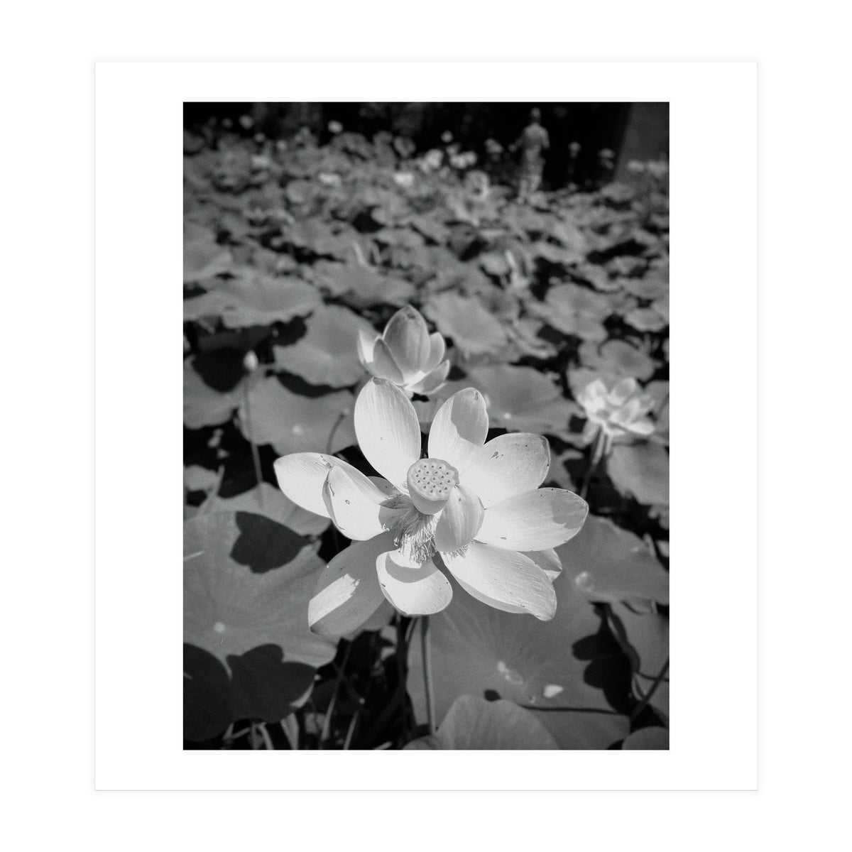 Hylas | Black & White (Print Only)