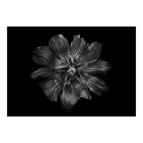 Backyard Flowers In Black And White 22 (Print Only) thumbnail