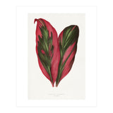 Alexander Francis Lydon & Benjamin Fawsett – Pink Dracaena Terminalis Leaf (1865) (Print Only) thumbnail