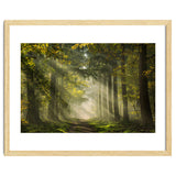 Sunrays in a Dutch forest thumbnail