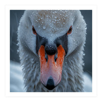 Close Up Of A Swan's Face With Water Droplets (Print Only)