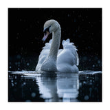 Majestic Swan Swimming In Dark Water (Print Only) thumbnail