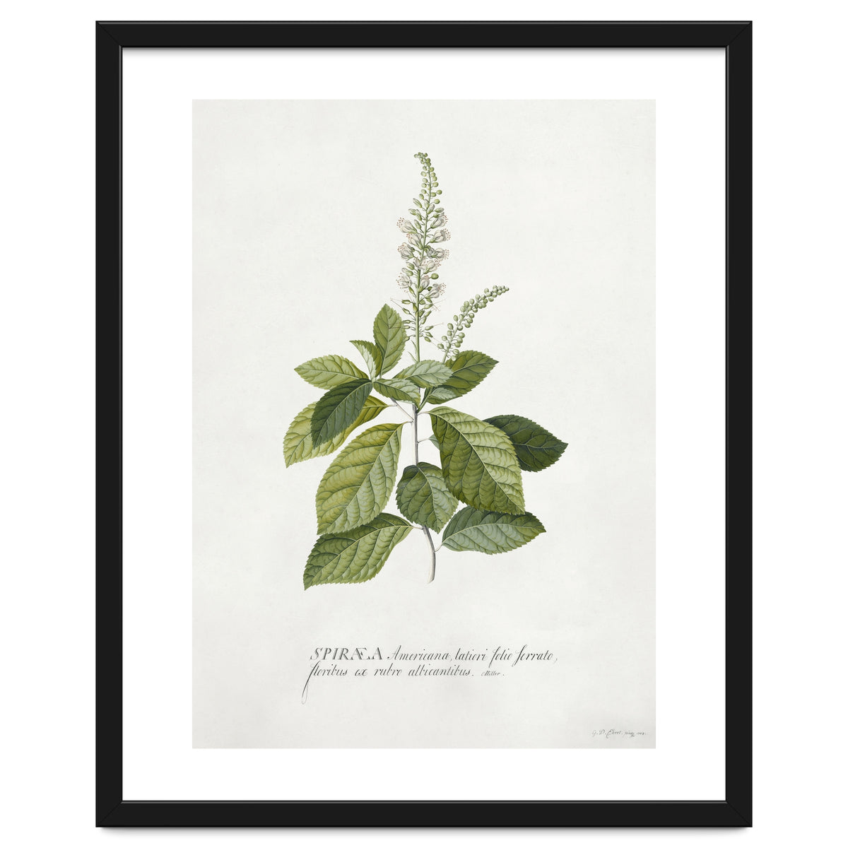 Georg Dionysius Ehret – Cinnamomum Illustration (1708–1770)
