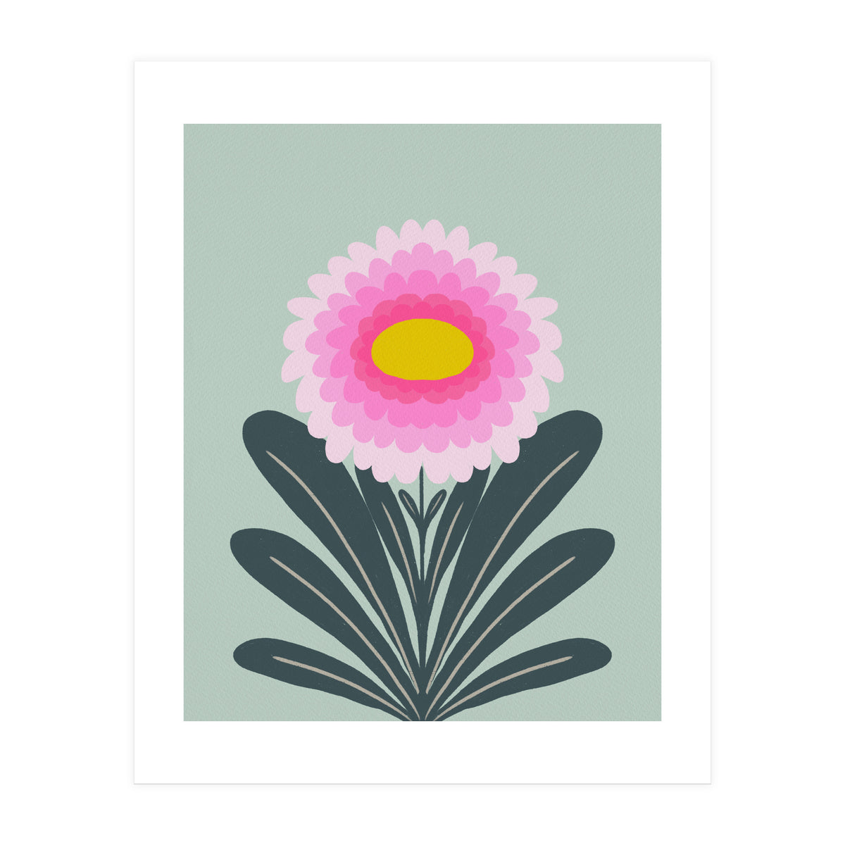 Chrysanthemum - turquoise and pink (Print Only)