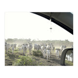 LIVING TOGETHER - WHITE COWS FAMILY (Print Only) thumbnail