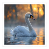 Beautiful Swan Floating On Water At Sunset (Print Only) thumbnail