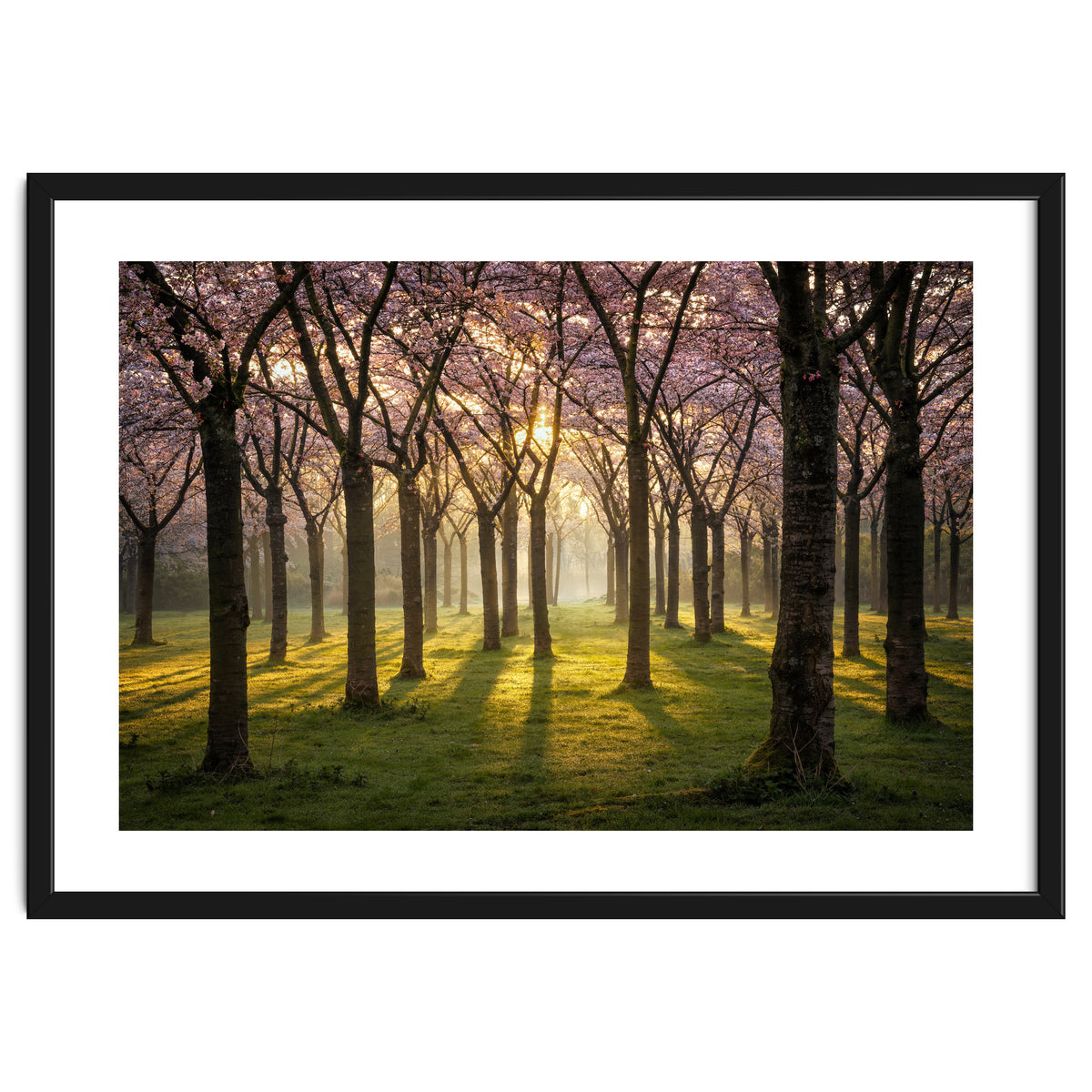 Blooming cherry trees in soft morning light