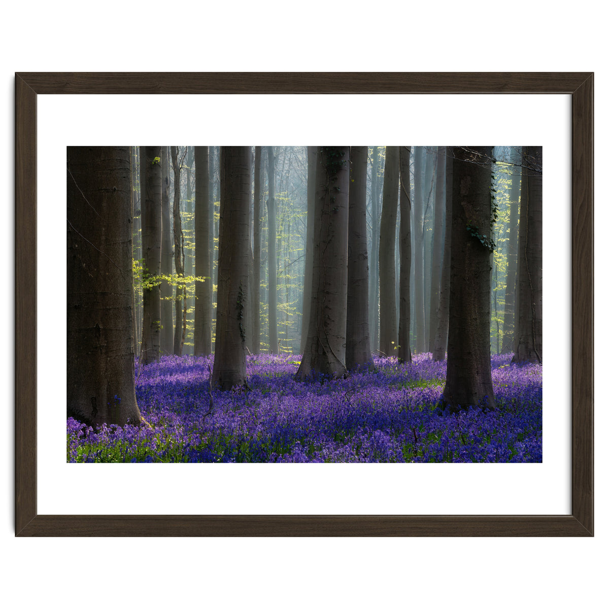 Bluebell forest
