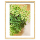 Maidenhair Queen thumbnail