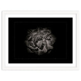 Backyard Flowers In Black And White No 81 with Border thumbnail