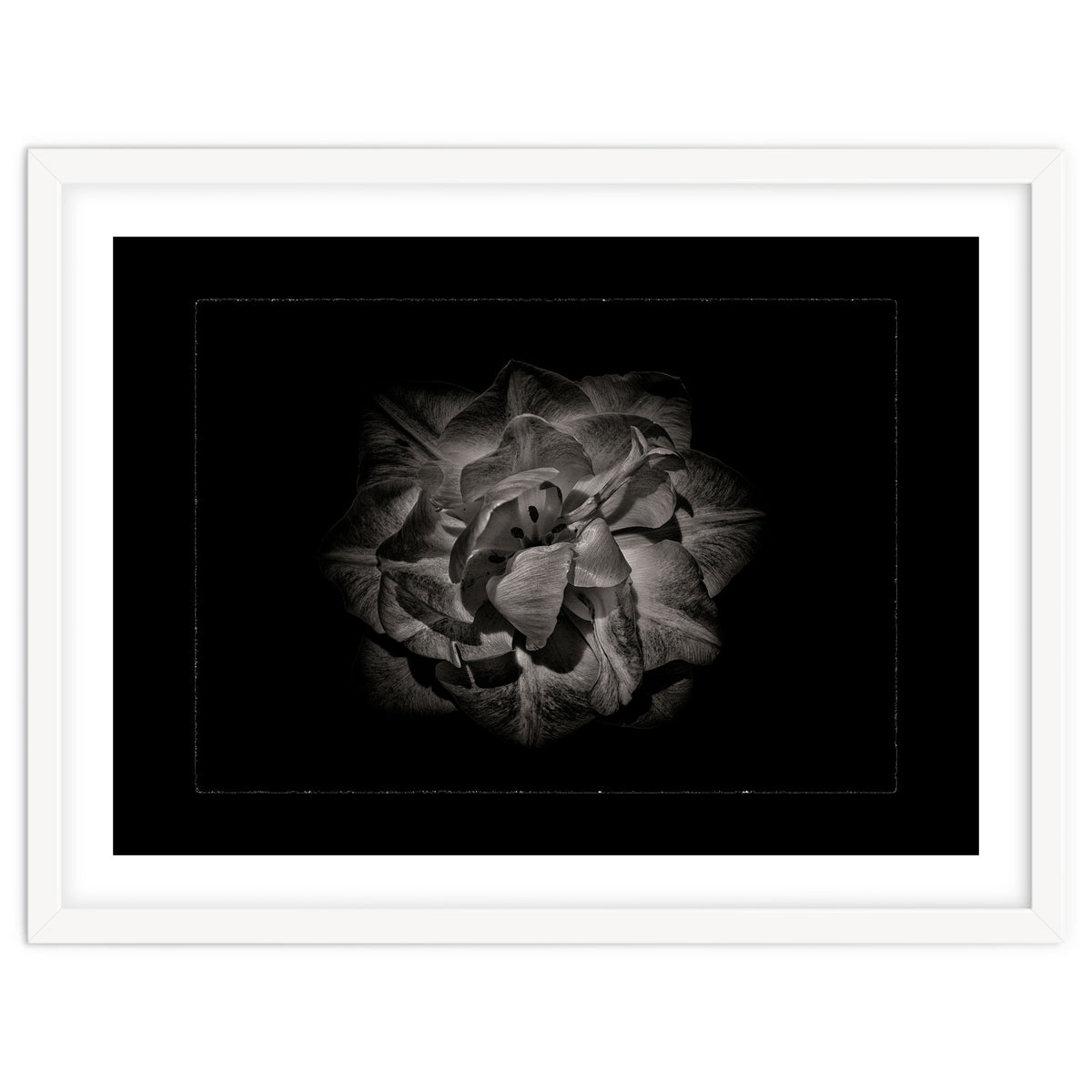Backyard Flowers In Black And White No 81 with Border