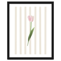 Single Tulip