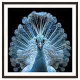 Majestic White Peacock Displaying Its Feathers thumbnail
