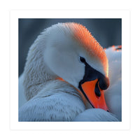 Close Up Of A White Swan With Water Droplets (Print Only)