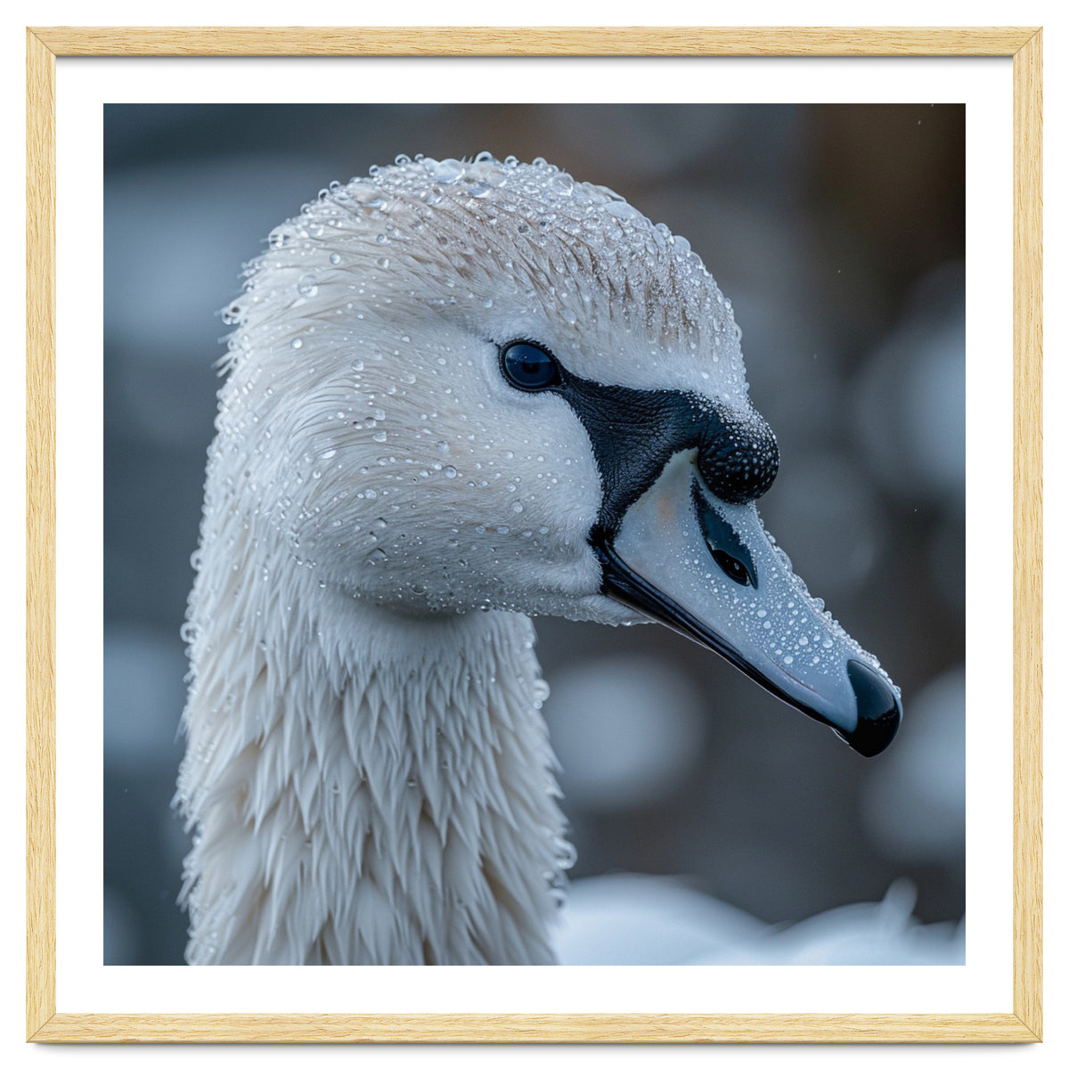Close Up Of A Swan Head Covered In Water Droplets