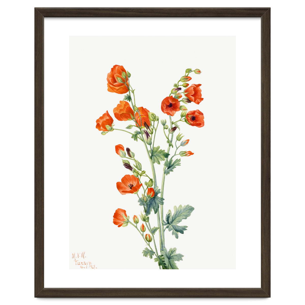 Mary Vaux Walcott – Scarlet Globe Mallow (Sphaeralcea grossulariaefolia) (1927)