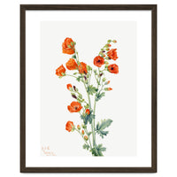 Mary Vaux Walcott – Scarlet Globe Mallow (Sphaeralcea grossulariaefolia) (1927)