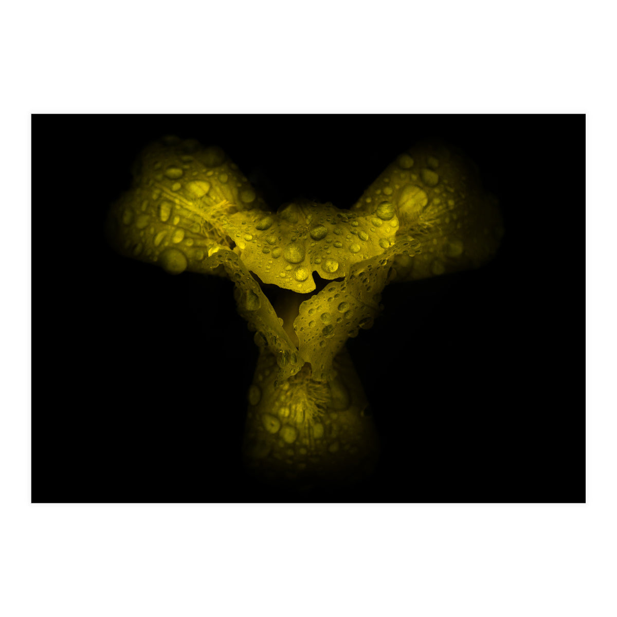 Backyard Flowers No 70 Color Version (Print Only)