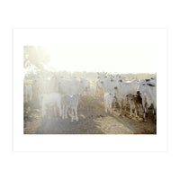 LIVING TOGETHER - WHITE COWS FAMILY (Print Only)