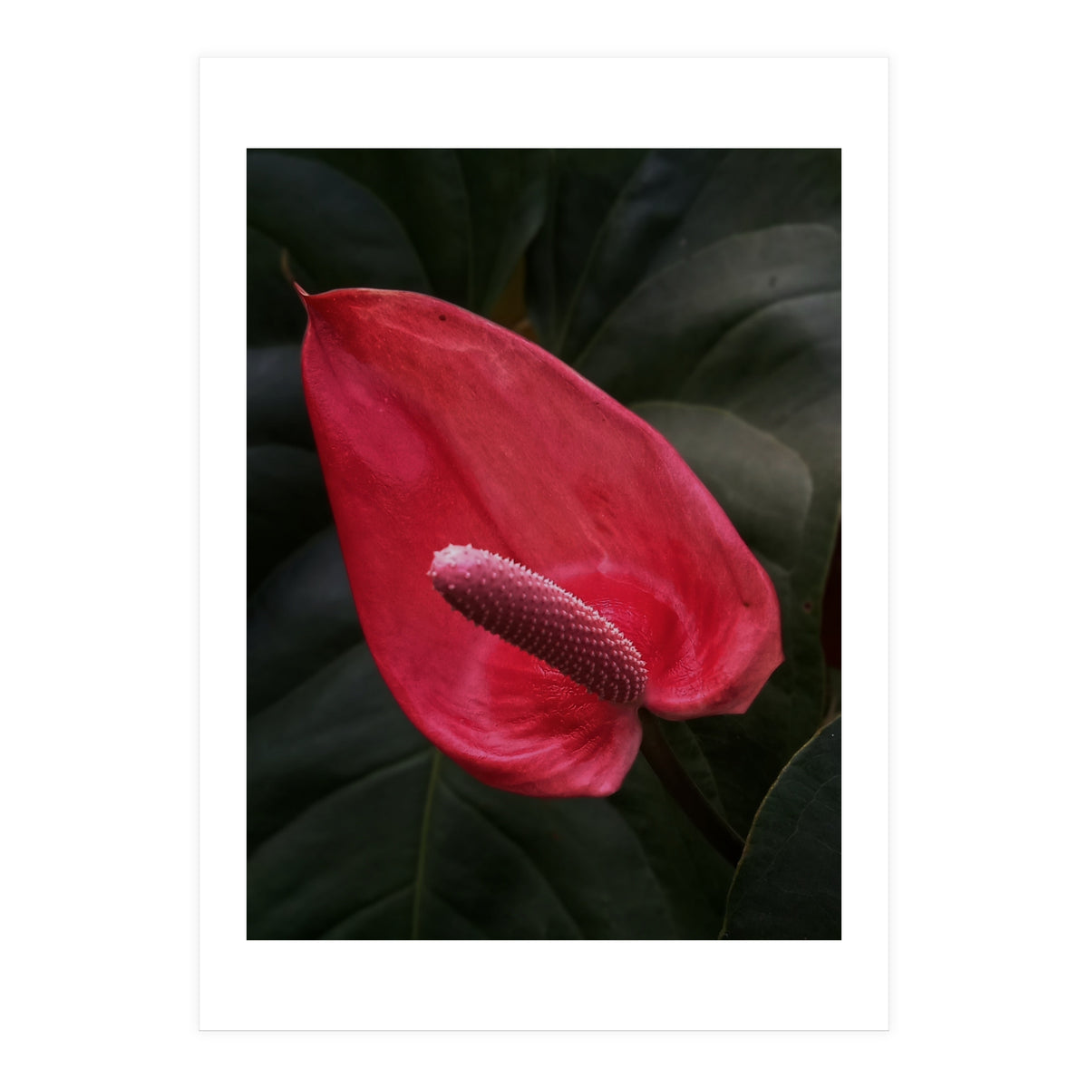 Red Anthurium Flower (Print Only)