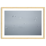 Flying seagulls in the winter sky thumbnail