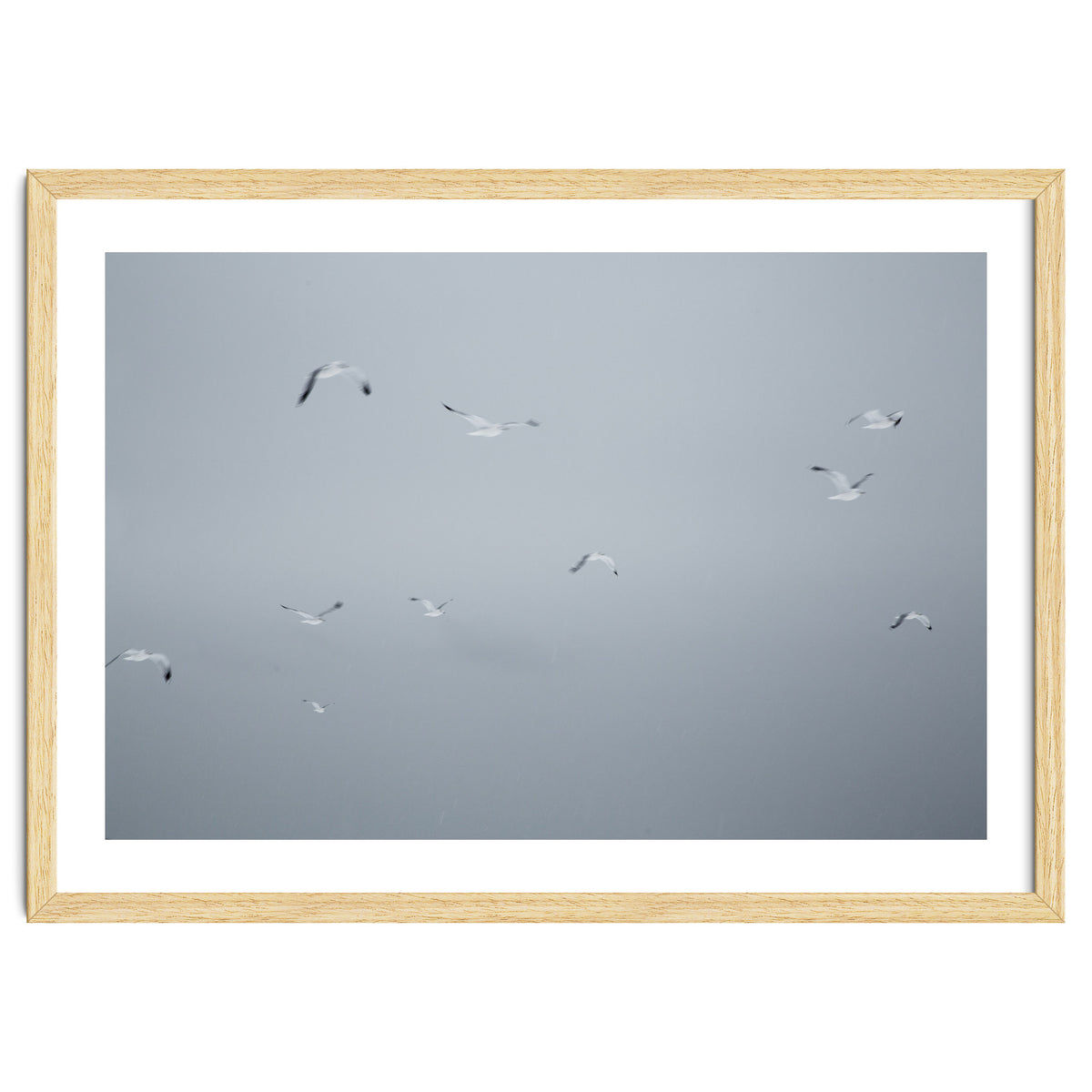 Flying seagulls in the winter sky