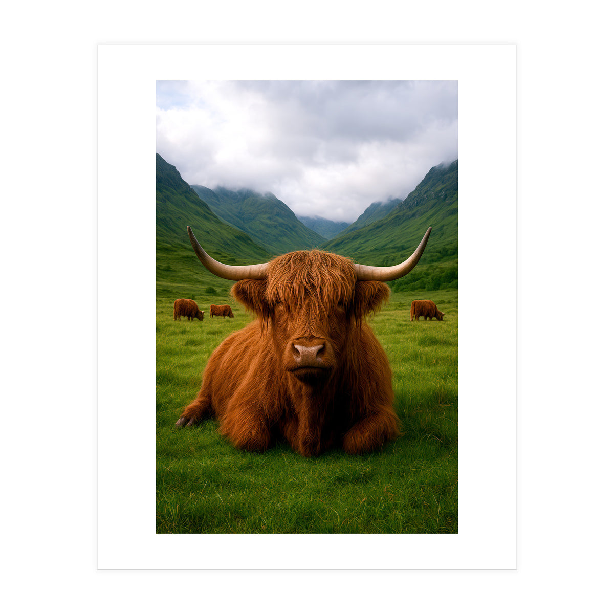 Highland Cow in Scotland (Print Only)
