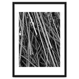 Black Tectorius Plant Shoots Art thumbnail