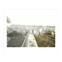 LIVING TOGETHER - WHITE COWS FAMILY (Print Only)