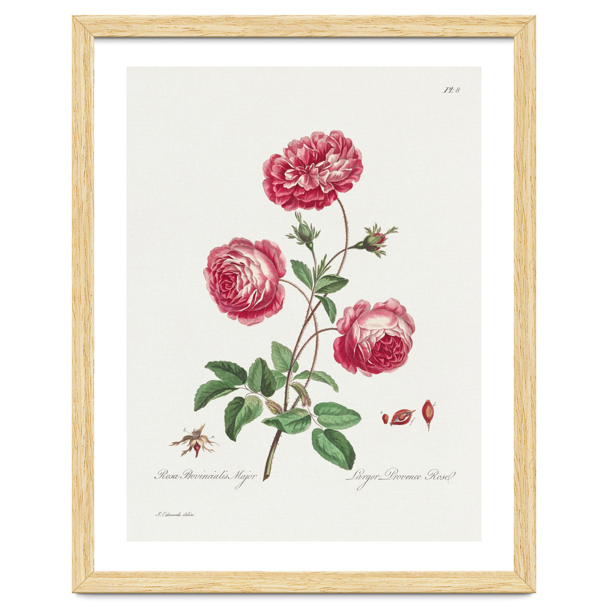 John Edwards – Larger Provence Rose (1770–1775)