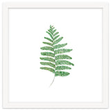 Fern thumbnail