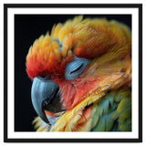 Close Up Of A Sleeping Sun Conure Parrot thumbnail